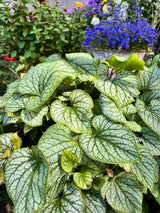 Brunnera macrophylla 'Jack Frost' ®, Kaukasus-Vergissmeinnicht 'Jack Frost' ® im Onlineshop der Bohlken Baumschulen