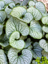 Brunnera macrophylla 'Jack Frost' ®, Kaukasus-Vergissmeinnicht 'Jack Frost' ® im Onlineshop der Bohlken Baumschulen