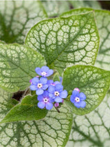 Brunnera macrophylla 'Jack Frost' ®, Kaukasus-Vergissmeinnicht 'Jack Frost' ® im Onlineshop der Bohlken Baumschulen