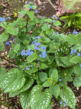 Brunnera macrophylla 'Langtrees', Kaukasus-Vergissmeinnicht 'Langtrees' im Onlineshop der Bohlken Baumschulen