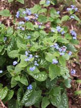 Brunnera macrophylla 'Langtrees', Kaukasus-Vergissmeinnicht 'Langtrees' im Onlineshop der Bohlken Baumschulen