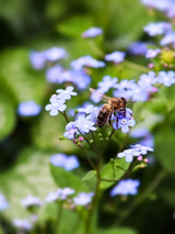 Brunnera macrophylla 'Looking Glass', Kaukasus-Vergissmeinnicht 'Looking Glass' im Onlineshop der Bohlken Baumschulen