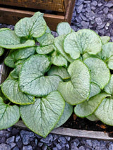 Brunnera macrophylla 'Looking Glass', Kaukasus-Vergissmeinnicht 'Looking Glass' im Onlineshop der Bohlken Baumschulen