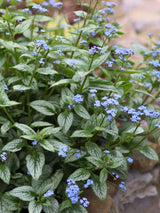 Brunnera macrophylla 'Looking Glass', Kaukasus-Vergissmeinnicht 'Looking Glass' im Onlineshop der Bohlken Baumschulen