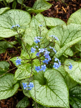 Brunnera macrophylla 'Silver Heart', Kaukasus-Vergissmeinnicht 'Silver Heart' ® im Onlineshop der Bohlken Baumschulen