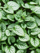 Brunnera macrophylla 'Silver Heart', Kaukasus-Vergissmeinnicht 'Silver Heart' ® im Onlineshop der Bohlken Baumschulen