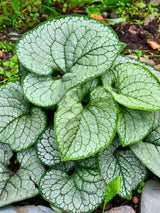 Brunnera macrophylla 'Silver Heart', Kaukasus-Vergissmeinnicht 'Silver Heart' ® im Onlineshop der Bohlken Baumschulen