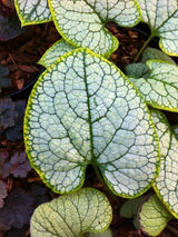Brunnera macrophylla 'Silver Heart', Kaukasus-Vergissmeinnicht 'Silver Heart' ® im Onlineshop der Bohlken Baumschulen