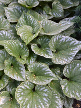 Brunnera macrophylla 'Silver Wings' ®, Kaukasus-Vergissmeinnicht 'Silver Wings' ® im Onlineshop der Bohlken Baumschulen