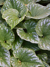 Brunnera macrophylla 'Silver Wings' ®, Kaukasus-Vergissmeinnicht 'Silver Wings' ® im Onlineshop der Bohlken Baumschulen
