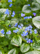 Brunnera macrophylla 'Silver Wings' ®, Kaukasus-Vergissmeinnicht 'Silver Wings' ® im Onlineshop der Bohlken Baumschulen
