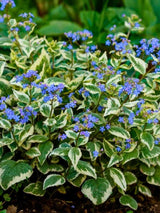 Brunnera macrophylla 'Variegata', Kaukasus-Vergissmeinnicht 'Variegata' im Onlineshop der Bohlken Baumschulen