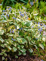 Brunnera macrophylla 'Variegata', Kaukasus-Vergissmeinnicht 'Variegata' im Onlineshop der Bohlken Baumschulen