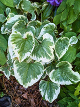 Brunnera macrophylla 'Variegata', Kaukasus-Vergissmeinnicht 'Variegata' im Onlineshop der Bohlken Baumschulen