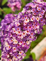 Buddleja davidii 'Berries and Cream' ®, Schmetterlingsflieder, Sommerflieder 'Berries and Cream' ® im Onlineshop der Bohlken Baumschulen