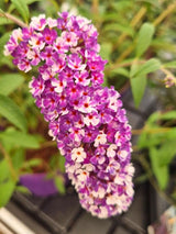 Buddleja davidii 'Berries and Cream' ®, Schmetterlingsflieder, Sommerflieder 'Berries and Cream' ® im Onlineshop der Bohlken Baumschulen