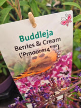 Buddleja davidii 'Berries and Cream' ®, Schmetterlingsflieder, Sommerflieder 'Berries and Cream' ® im Onlineshop der Bohlken Baumschulen