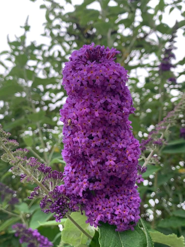Schmetterlingsflieder, Sommerflieder 'Nanho Purple', Buddleja davidii 'Nanho Purple' im Shop der Bohlken Baumschulen