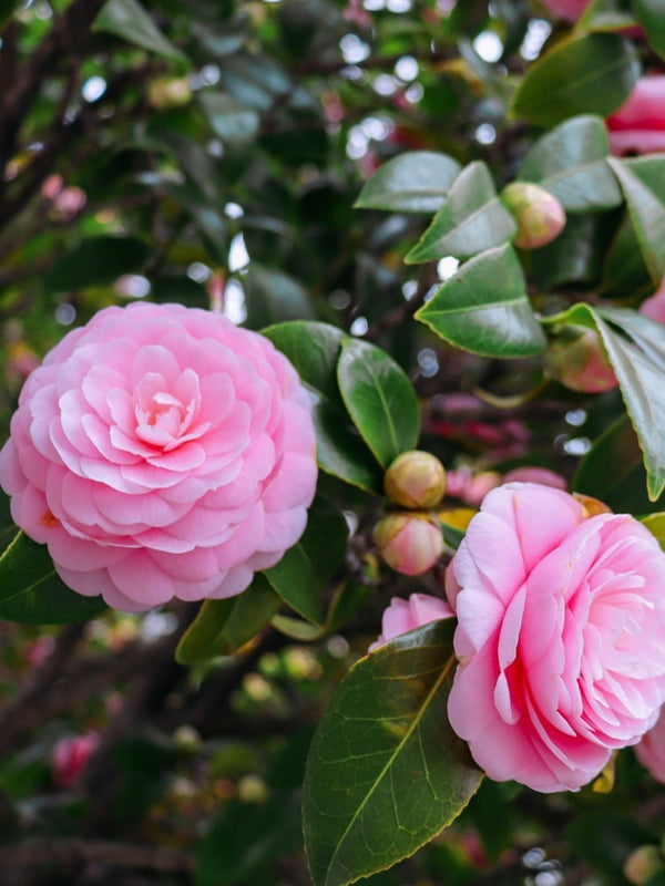 Camellia japonica 'Nuccio's Cameo', Kamelie 'Nuccio's Cameo' bei Bohlken Baumschulen im Onlineshop