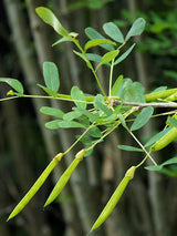 Caragana arborescens Frucht, Gewöhnlicher Erbsenstrauch im Onlineshop von Bohlken Baumschulen