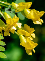 Caragana arborescens, Gewöhnlicher Erbsenstrauch im Onlineshop von Bohlken Baumschulen