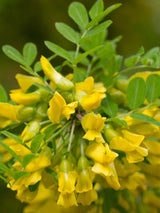 Caragana arborescens 'Pendula', Hängender Erbsenstrauch 'Pendula' bei Bohlken Baumschulen im Onlineshop