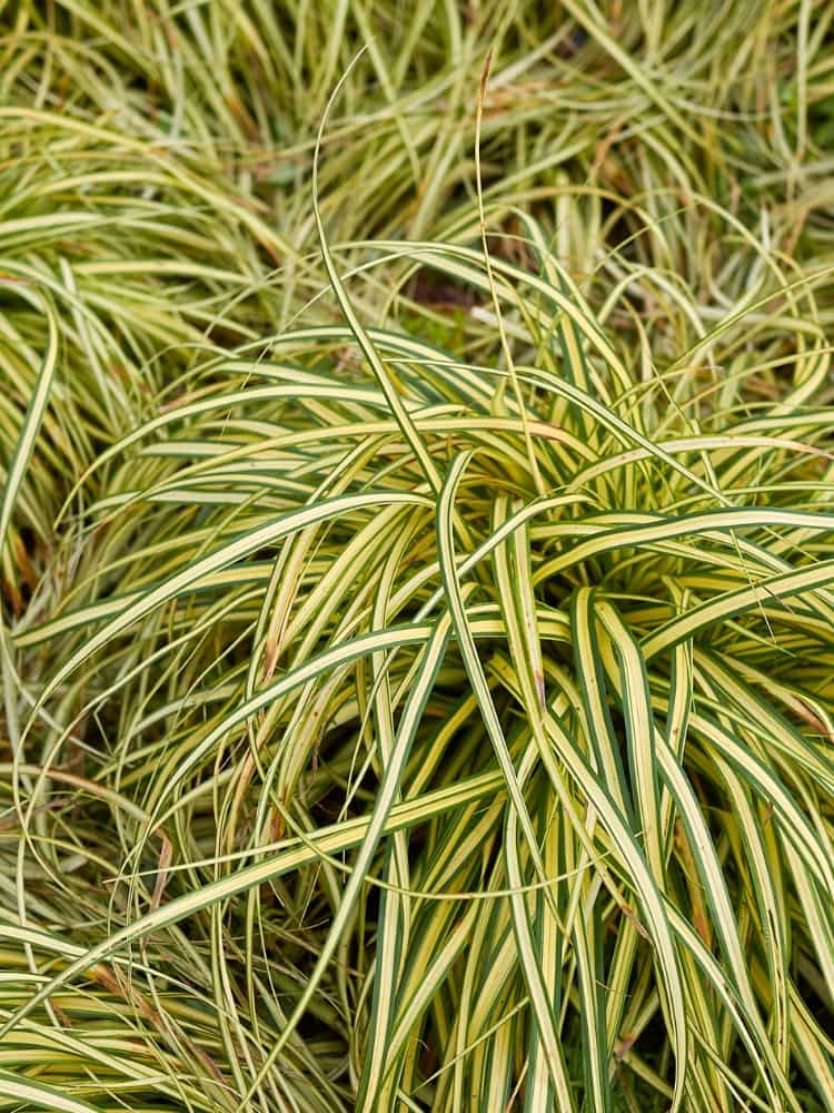 Carex morrowii 'Aureovariegata', Goldrand Segge 'Aureovariegata' bei Bohlken Baumschulen im Onlineshop