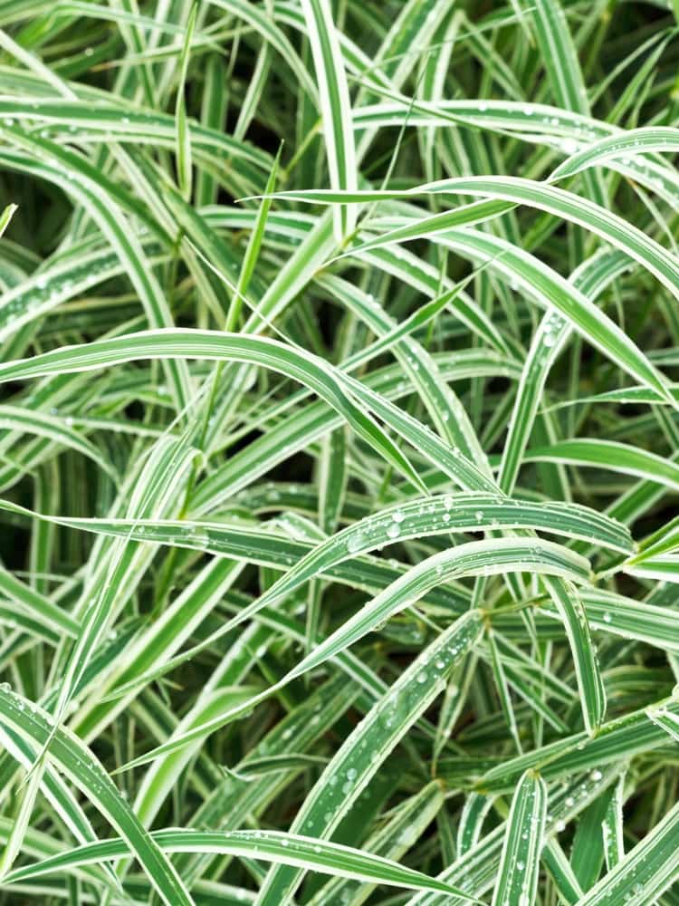Jetzt Weißrand-Japan-Segge 'Variegata' online kaufen bei Bohlken  Pflanzenversand – Bohlken Pflanzenversand GbR
