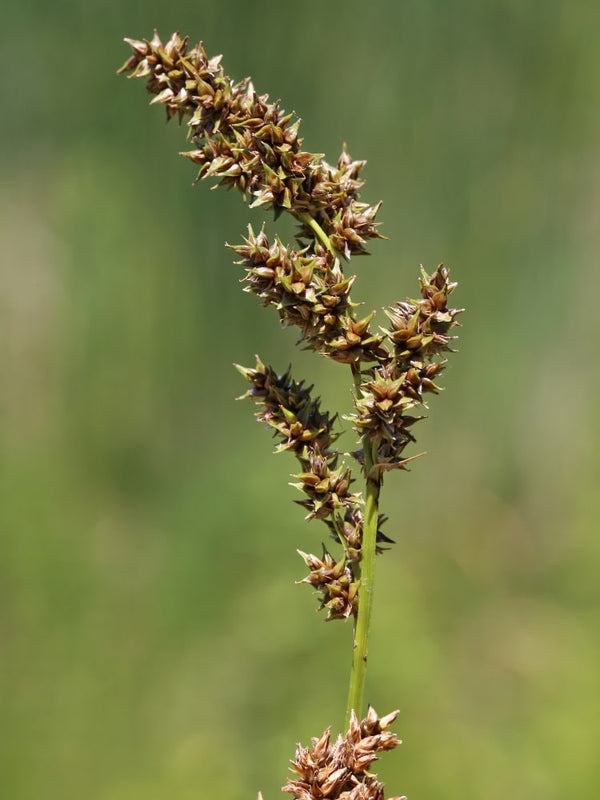 Carex paniculata Blüte, Rispen-Segge im Onlineshop von Bohlken Baumschulen