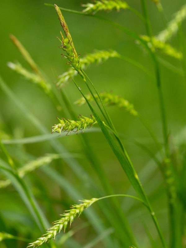 Carex sylvatica Blüte, Wald-Segge im Onlineshop von Bohlken Baumschulen