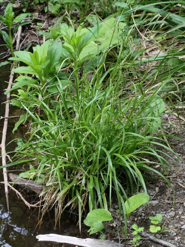 Carex sylvatica, Wald-Segge im Onlineshop von Bohlken Baumschulen
