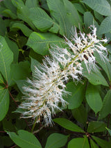 Strauchkastanie, Aesculus parviflora kaufen im Online-Shop der Bohlken Baumschulen