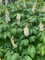 Strauchkastanie, Aesculus parviflora kaufen im Online-Shop der Bohlken Baumschulen