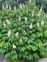 Strauchkastanie, Aesculus parviflora kaufen im Online-Shop der Bohlken Baumschulen