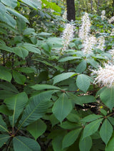 Strauchkastanie, Aesculus parviflora kaufen im Online-Shop der Bohlken Baumschulen
