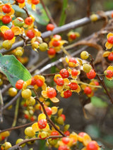 Rundblättriger Baumwürger | Celastrus orbiculatus | kaufen im Onlineshop der Bohlken Baumschulen