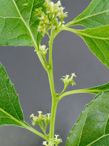 Chinesischer Baumwürger 'Hercules' männlich | Celastrus orbiculatus 'Hercules' im Onlineshop der Bohlken Baumschulen