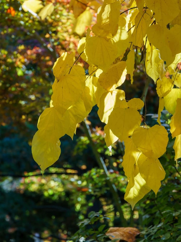 Cercis canadensis 'Golden Falls' ®, Kanadischer Judasbaum 'Golden Falls' ® im Onlineshop von Bohlken Baumschulen