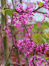 Cercis canadensis 'Lavender Twist' ® Blüte, Kanadischer Judasbaum 'Lavender Twist' ® im Onlineshop von Bohlken Baumschulen