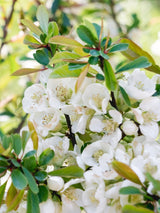Scheinquitte, Japanische Zierquitte 'Nivalis', Chaenomeles japonica 'Nivalis' kaufen im Online-Shop der Bohlken Baumschulen