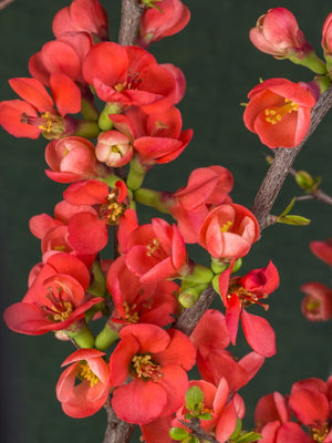 Zierquitte 'Texas Scarlet', Chaenomeles x superba 'Texas Scarlet' kaufen im Online-Shop der Bohlken Baumschulen