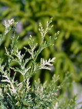 Chamaecyparis lawsoniana 'Pearly Swirls' ®, Weißbunte-Zwergzypresse 'Pearly Swirls' ® im Onlineshop der Bohlken Baumschulen