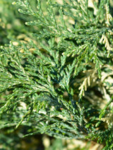 Chamaecyparis lawsoniana 'Pearly Swirls' ®, Weißbunte-Zwergzypresse 'Pearly Swirls' ® im Onlineshop der Bohlken Baumschulen