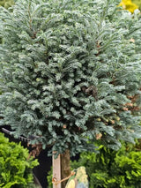 Chamaecyparis pisifera 'Blue Moon' ®, Blaue Zwerg-Zypresse 'Blue Moon' ® im Onlineshop der Bohlken Baumschulen
