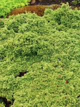 Chamaecyparis pisifera 'Plumosa Compressa', Zwerg-Mooszypresse 'Plumosa Compressa' im Onlineshop bei Bohlken Baumschulen