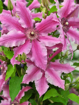 Waldrebe Boulevard ® 'Ooh La La' | Clematis Hybride 'Ooh La La' Evipo041 im Onlineshop der Bohlken Baumschulen