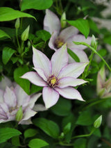 Clematis Boulevard® Samaritan Jo™ Evipo075 | Waldrebe im Onlineshop der Bohlken Baumschulen