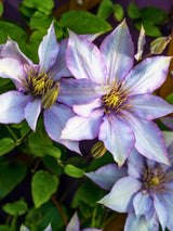 Clematis Boulevard® Samaritan Jo™ Evipo075 | Waldrebe im Onlineshop der Bohlken Baumschulen