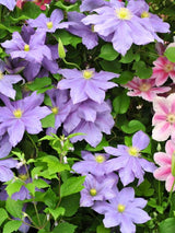 Clematis 'Fujimusume' | Waldrebe im Onlineshop der Bohlken Baumschulen