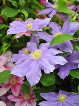 Clematis 'Fujimusume' | Waldrebe im Onlineshop der Bohlken Baumschulen